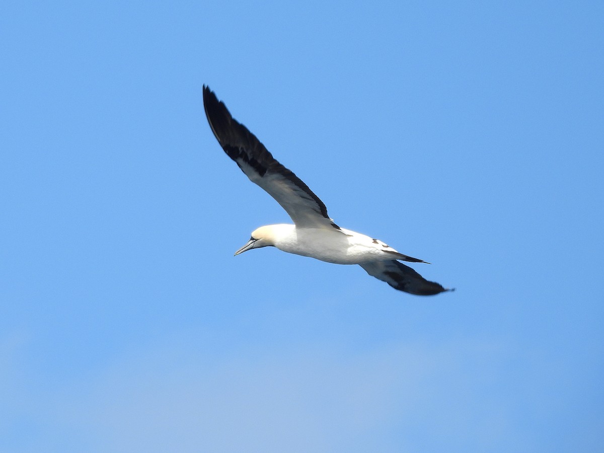 Cape Gannet - ML645395376