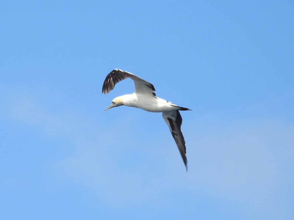 Cape Gannet - ML645395377