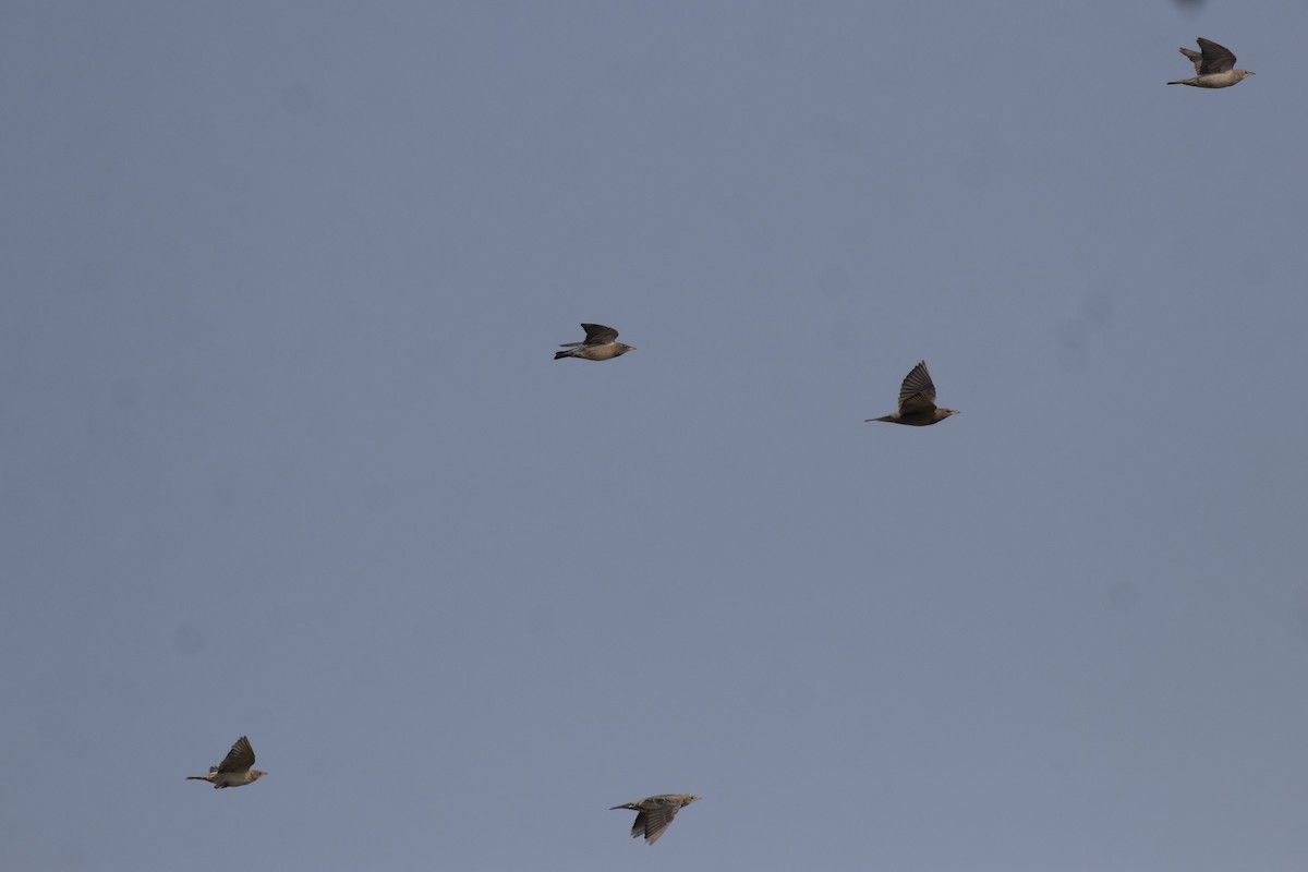 Rosy Starling - ML645395394