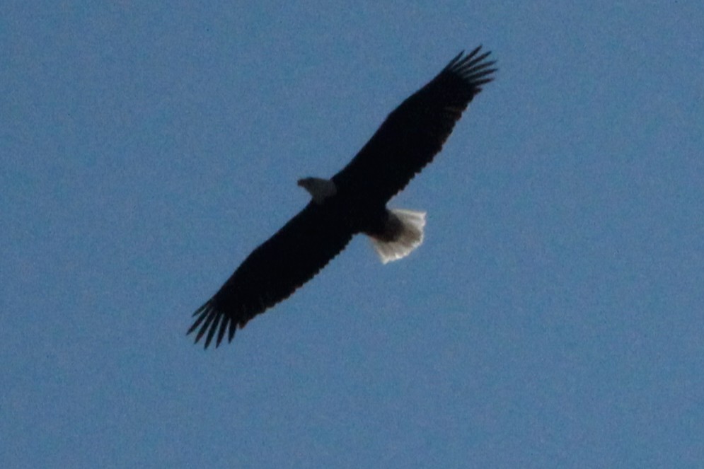 Bald Eagle - ML645395410