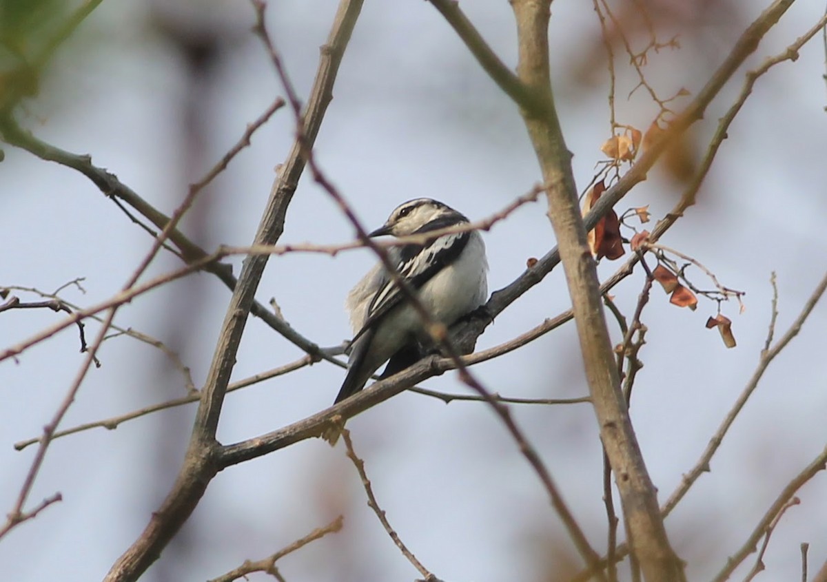 White-shouldered Triller - ML645395417