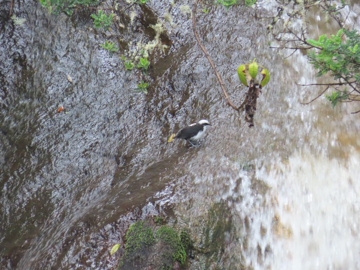 White-capped Dipper - ML645395418
