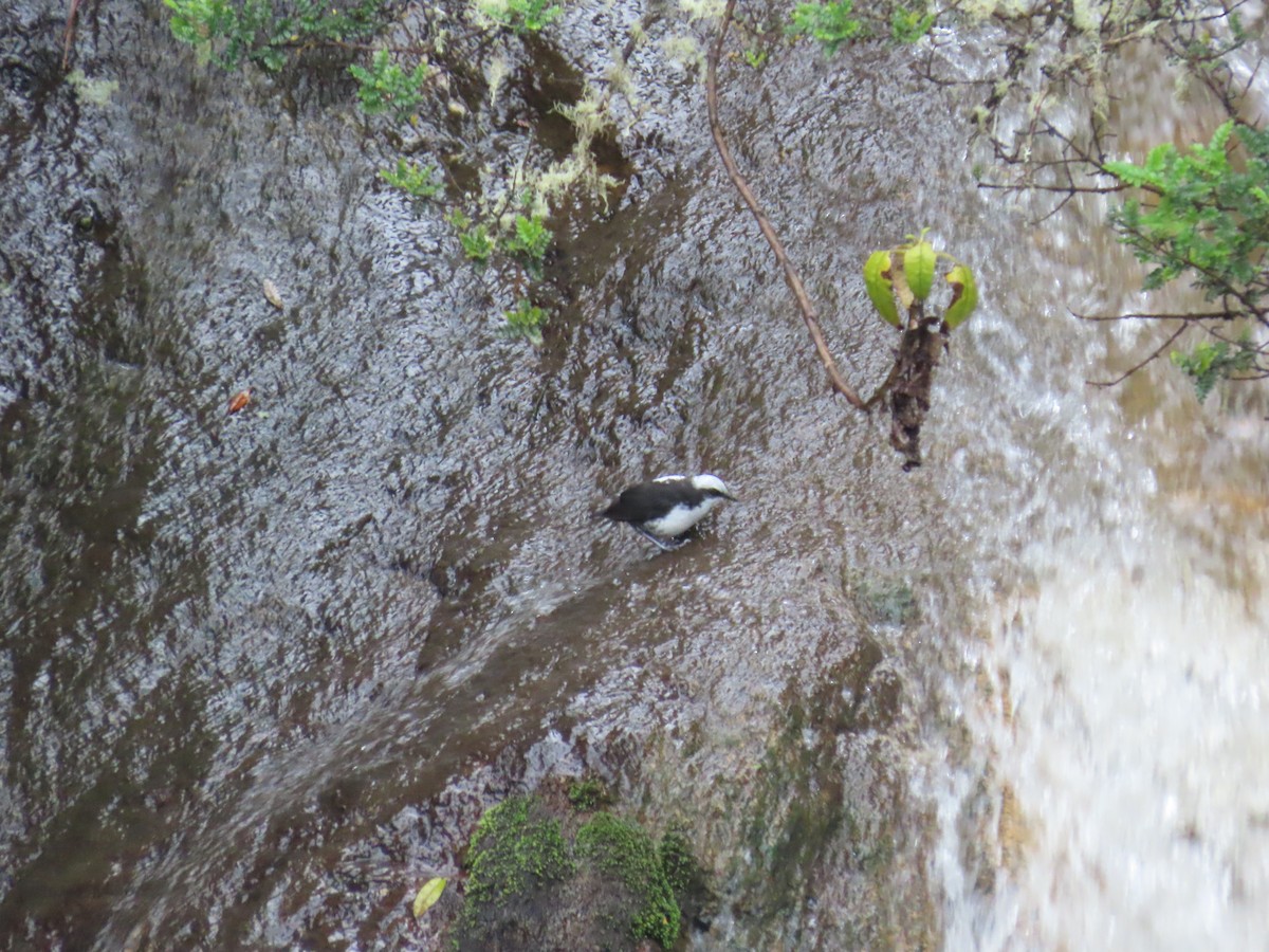 White-capped Dipper - ML645395419
