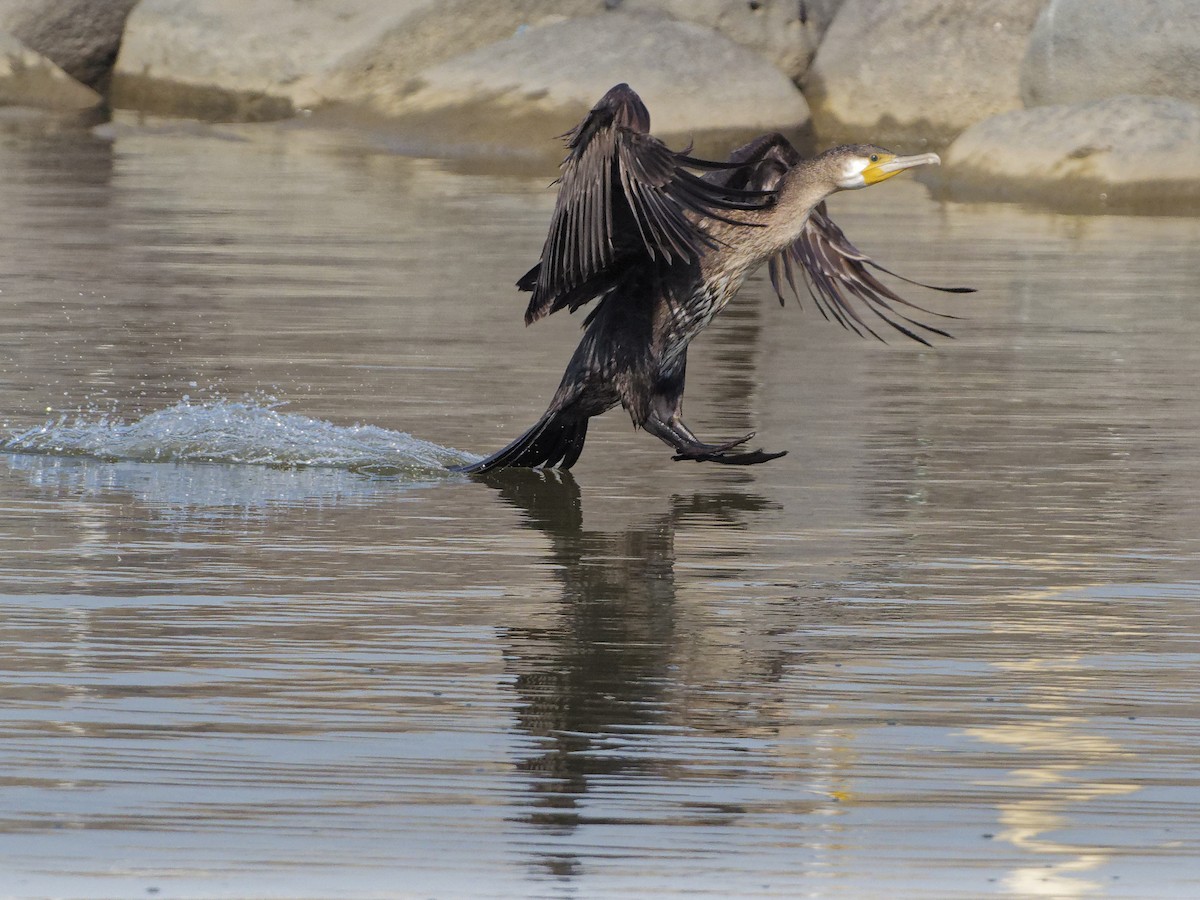 kormorán velký - ML645395421