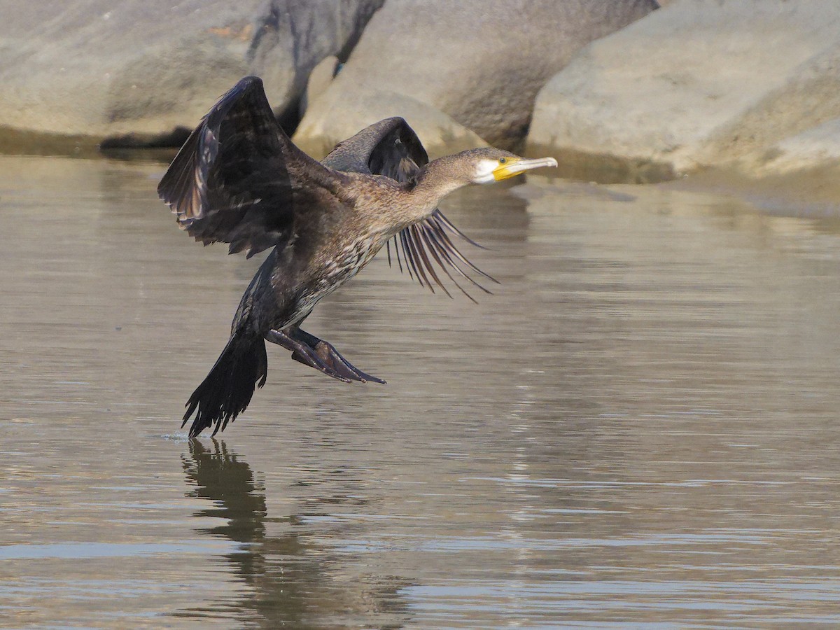 kormorán velký - ML645395422