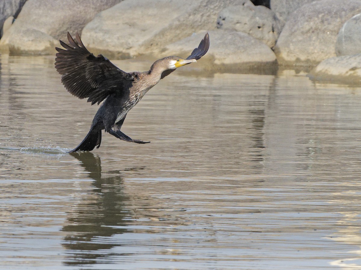 kormorán velký - ML645395423