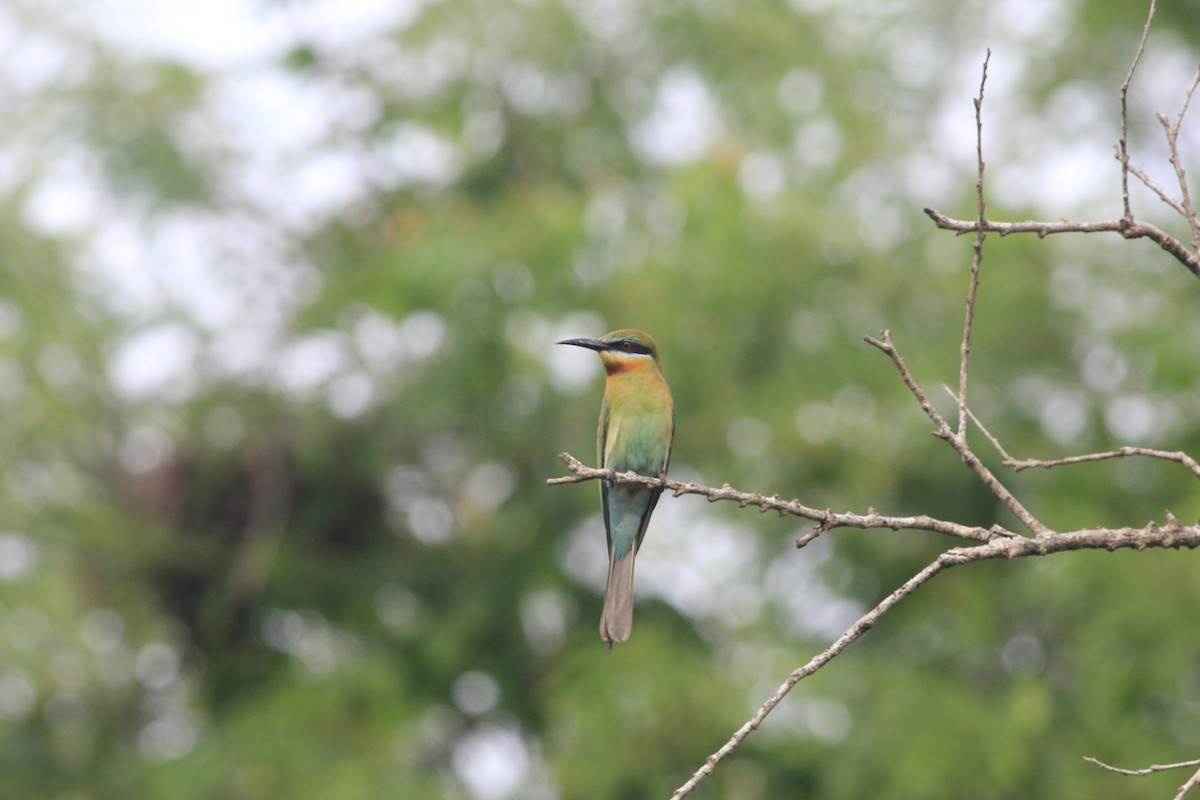 vlha modroocasá - ML645395440