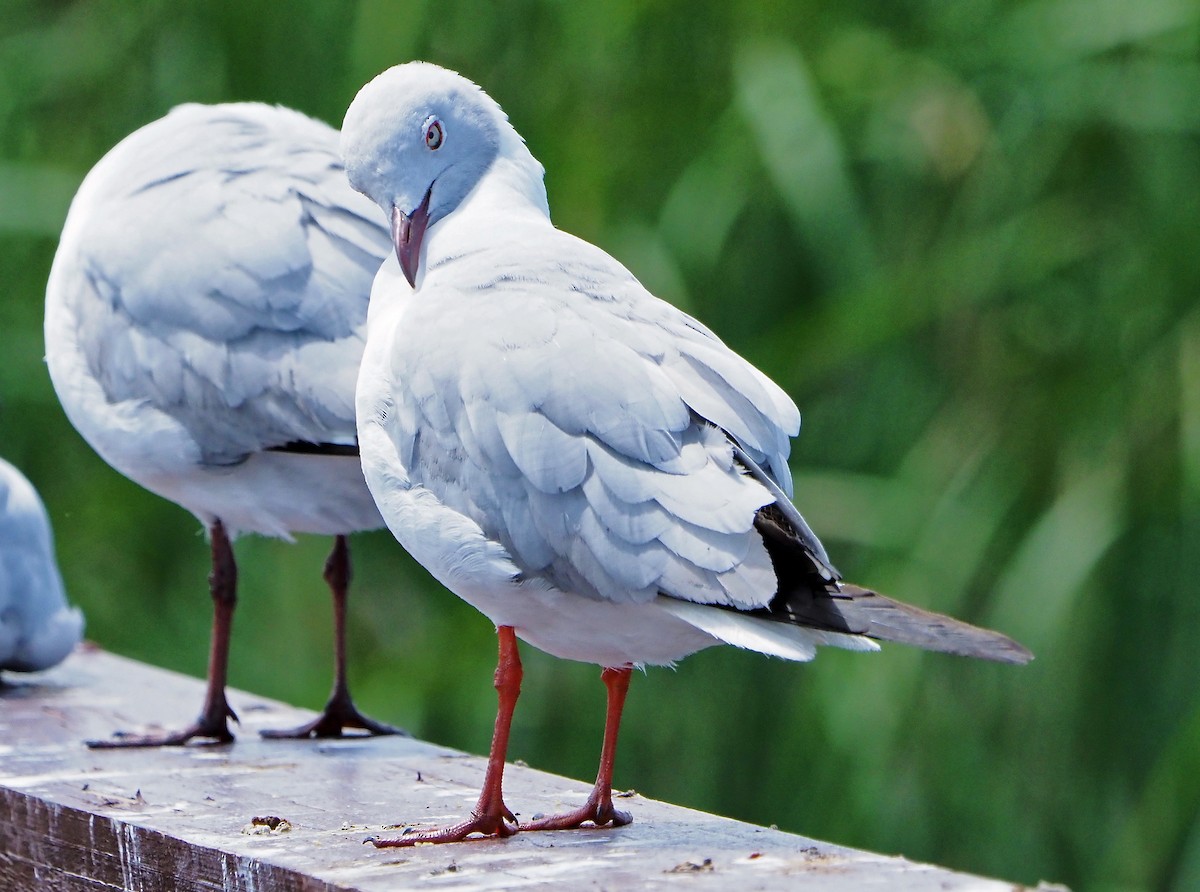 racek šedohlavý - ML645395441