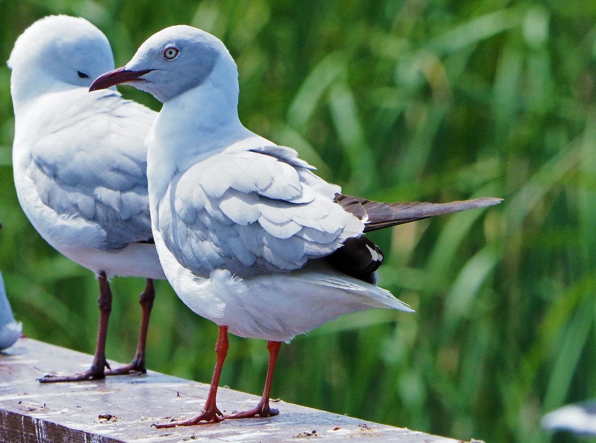 racek šedohlavý - ML645395442