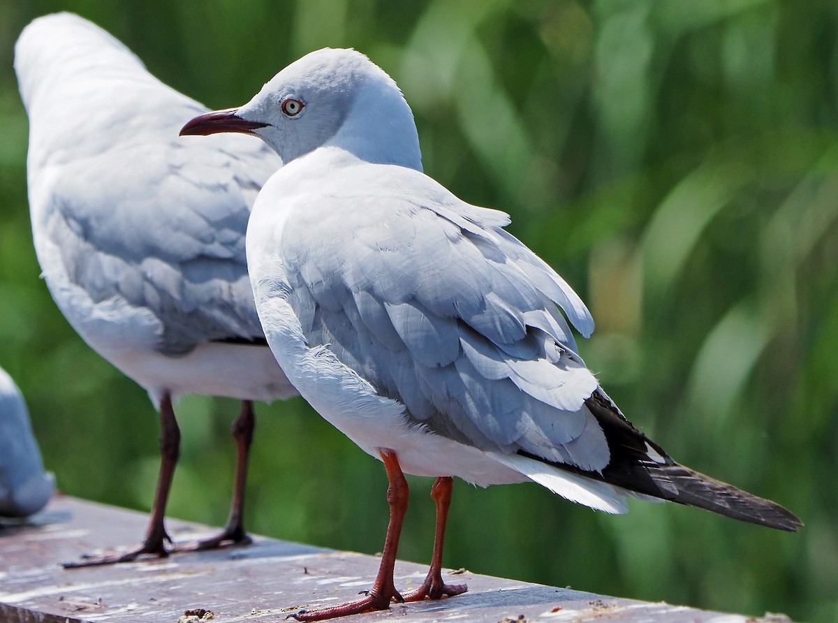 racek šedohlavý - ML645395445