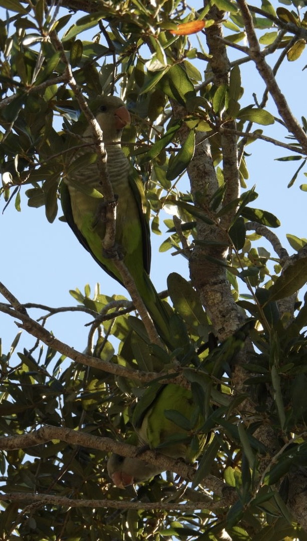 Mönchssittich - ML645395446