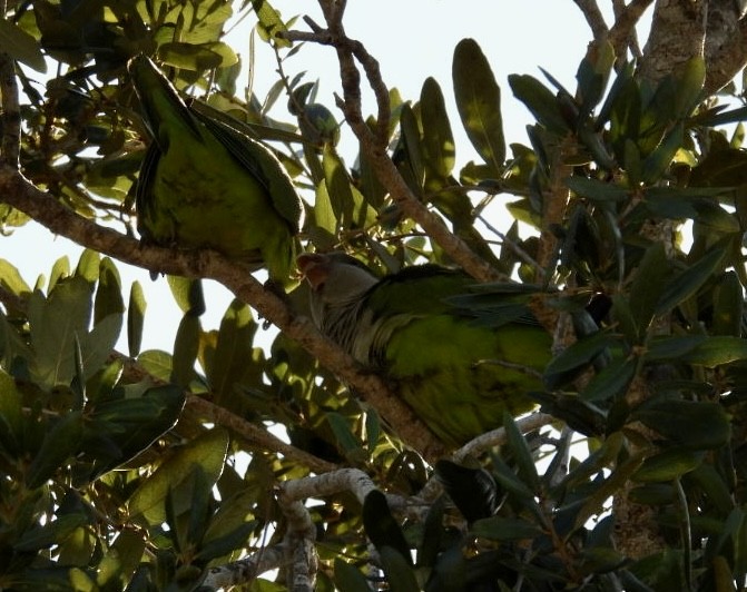 Mönchssittich - ML645395447