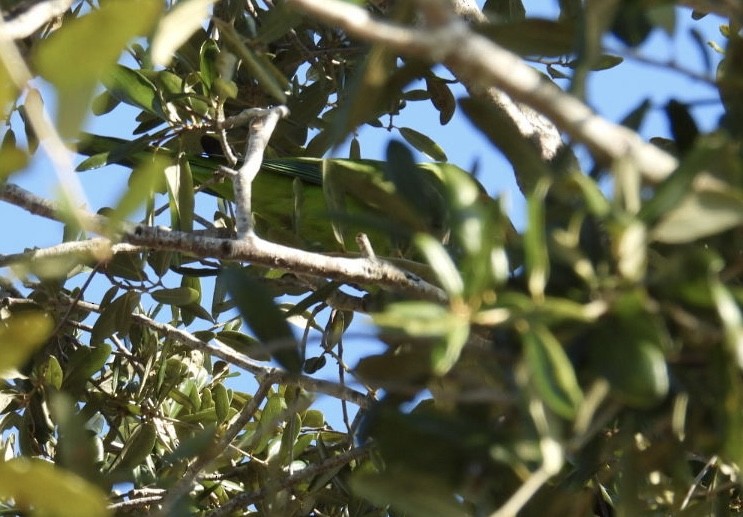 Mönchssittich - ML645395448