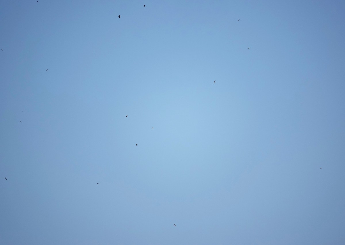 Chimney Swift - ML645395451