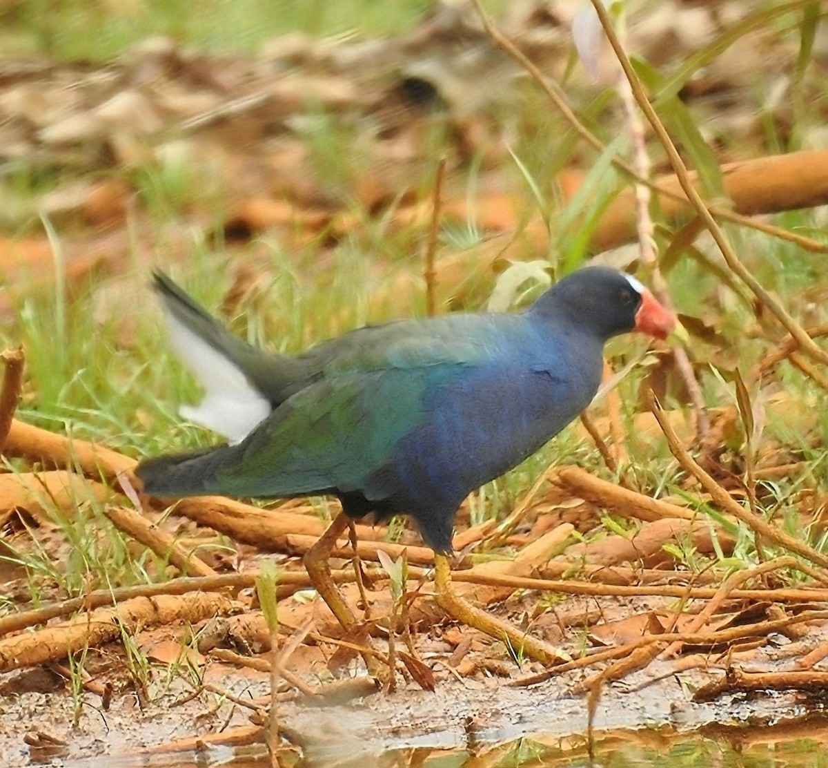 Малая султанка - ML645395452