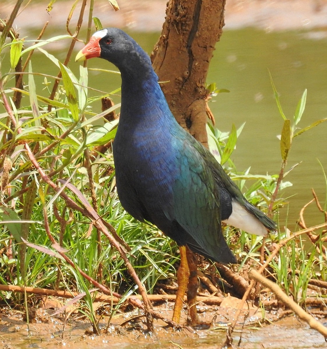 Малая султанка - ML645395453