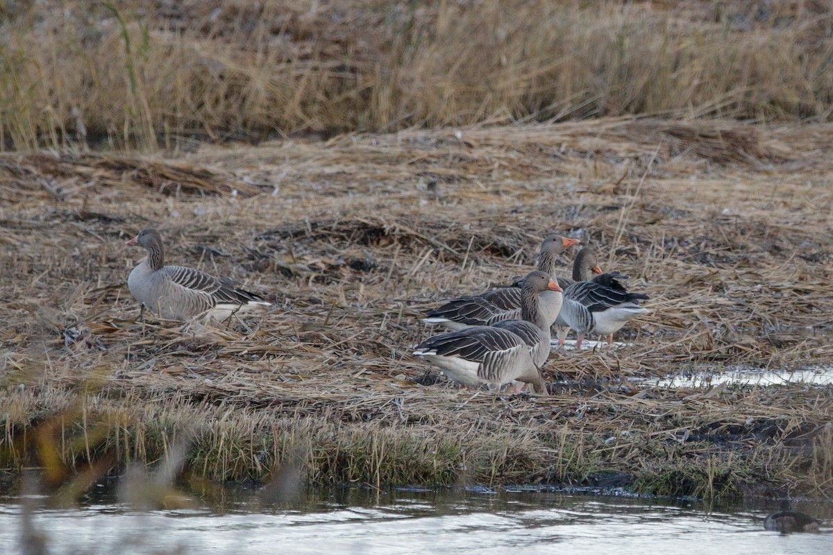 Oie cendrée - ML645395463