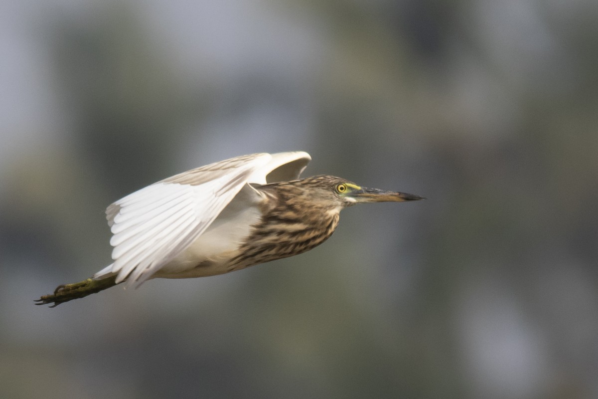 Hint Alaca Balıkçılı - ML645395465