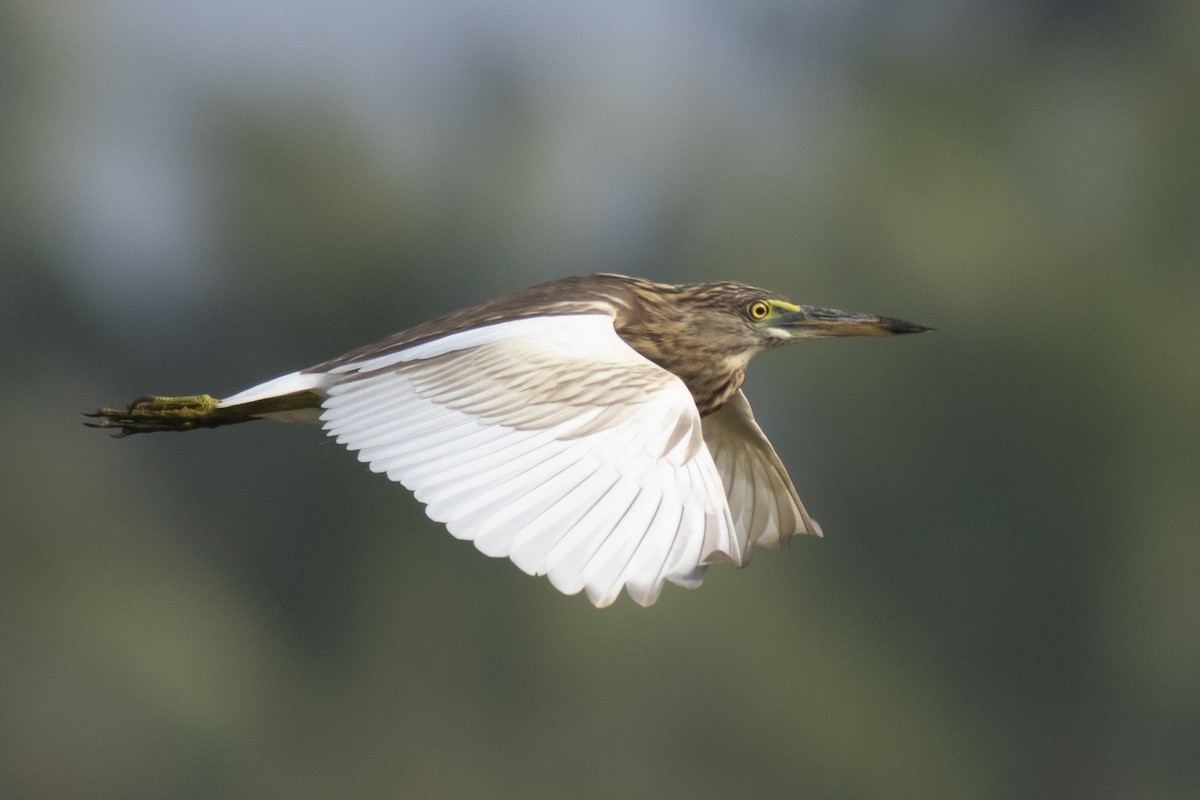 Hint Alaca Balıkçılı - ML645395466