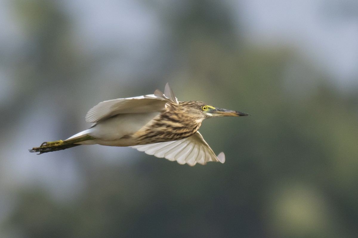 Hint Alaca Balıkçılı - ML645395467