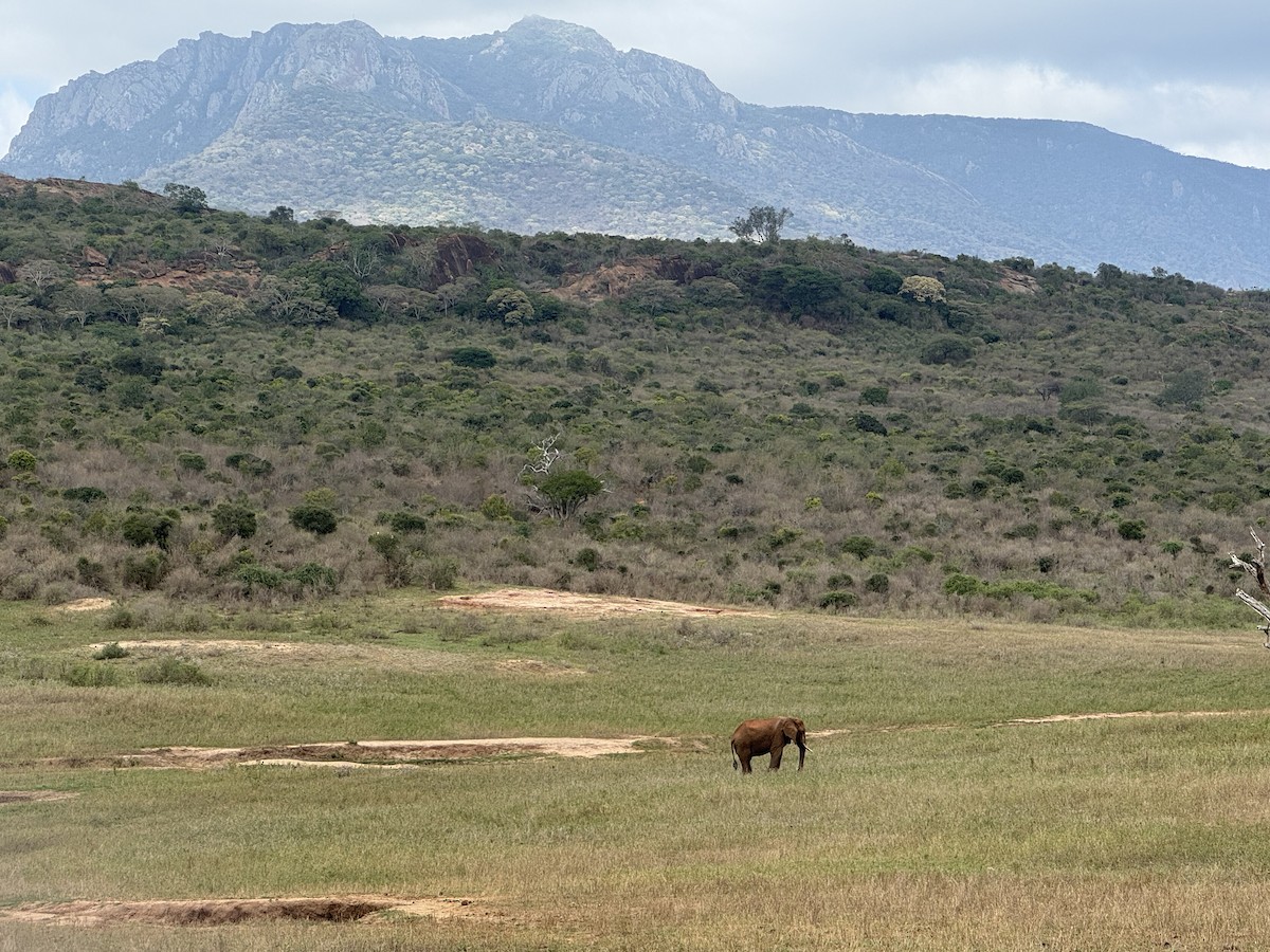 African Elephants - ML645395475