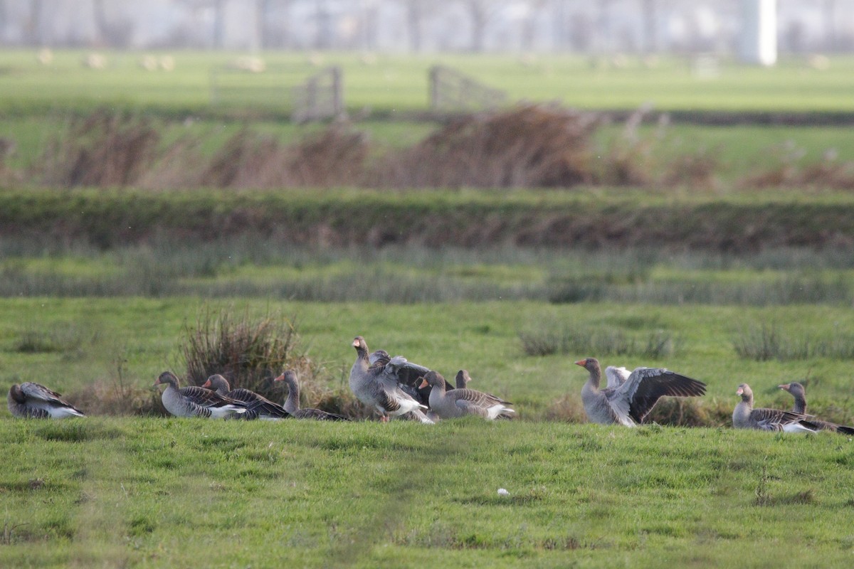 Oie cendrée - ML645395477