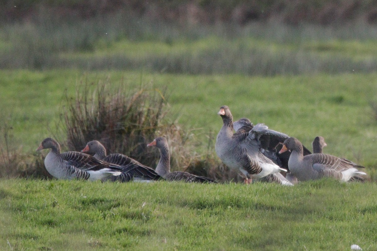 Oie cendrée - ML645395478