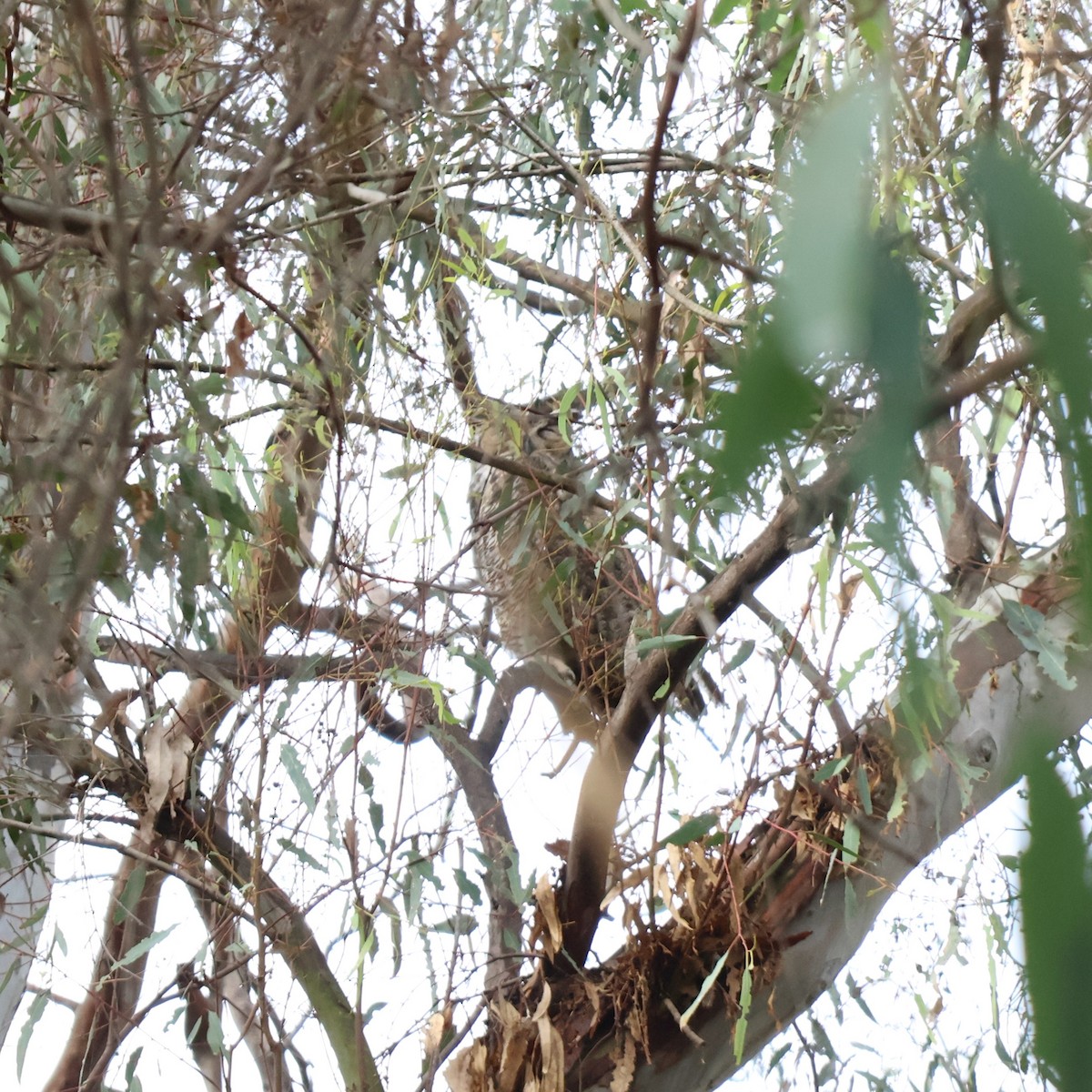 Пугач віргінський - ML645395491