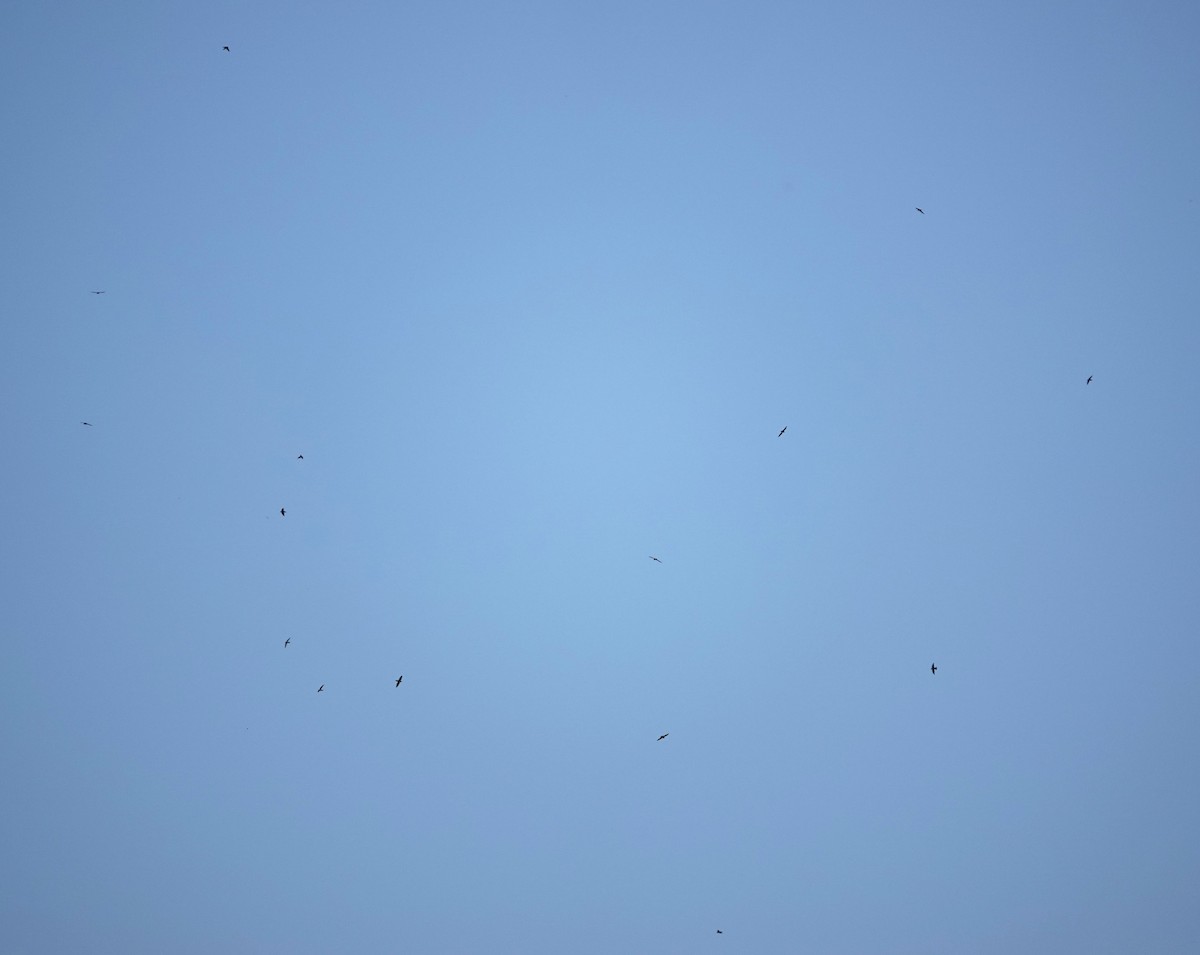 Chimney Swift - ML645395504