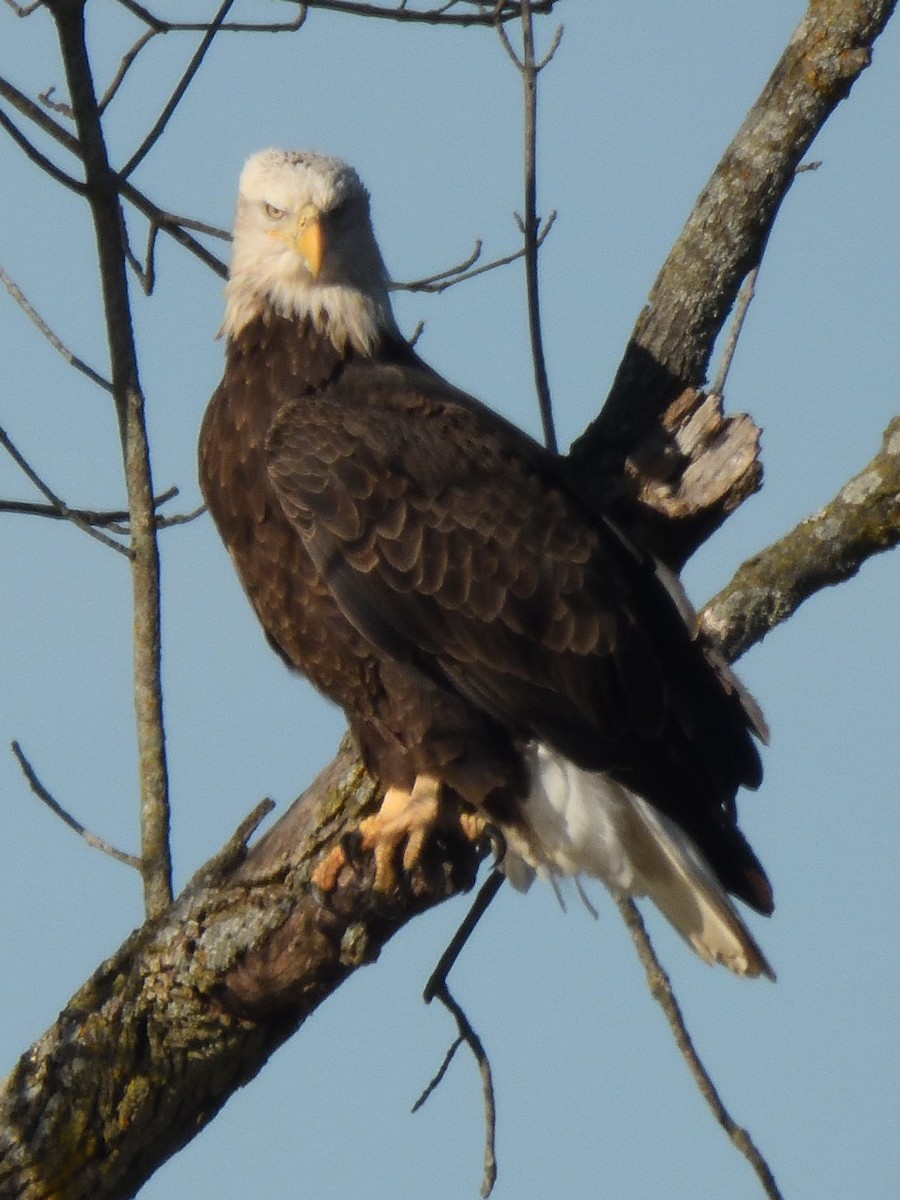 Bald Eagle - ML645395505