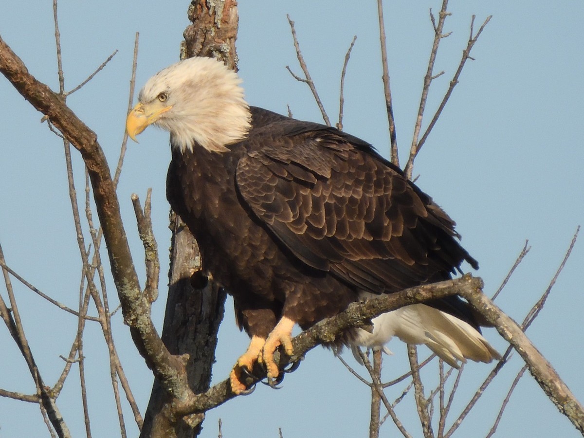 Bald Eagle - ML645395506