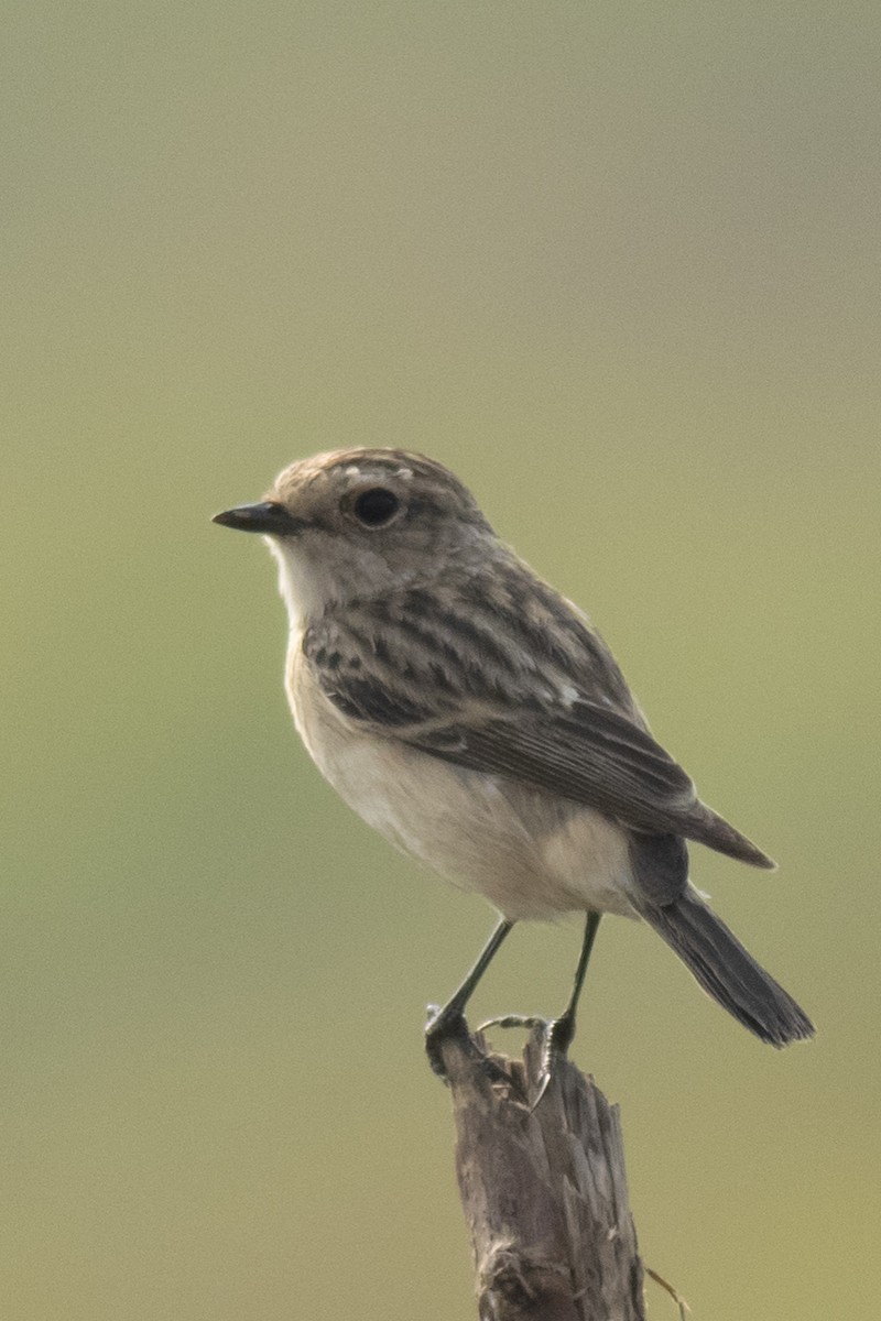 Siberian Stonechat - ML645395510