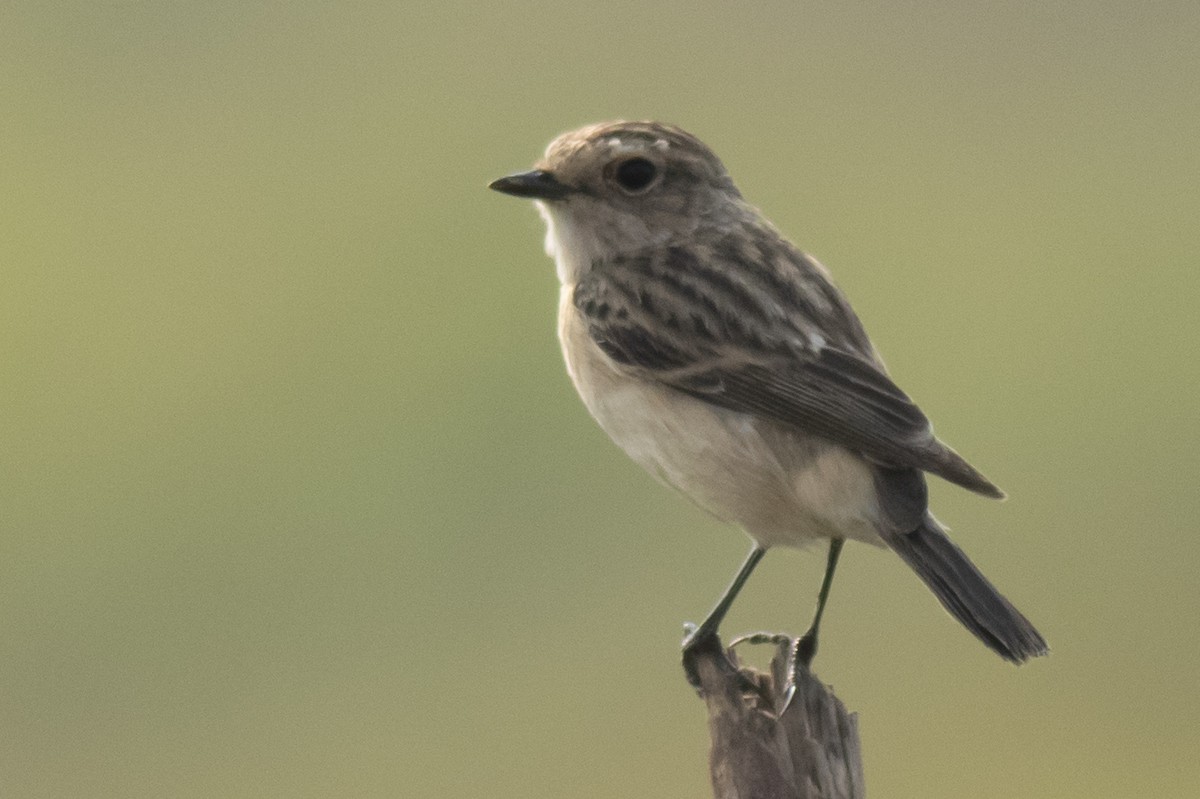 Siberian Stonechat - ML645395512