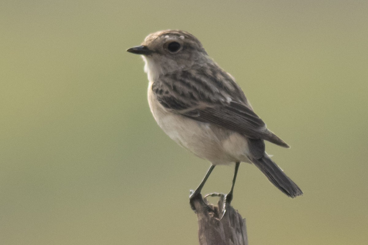 Siberian Stonechat - ML645395513