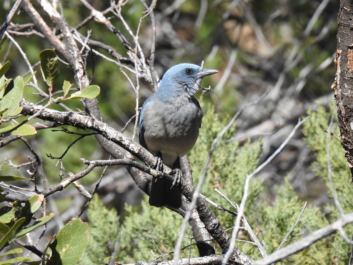 sojka mexická - ML645395525