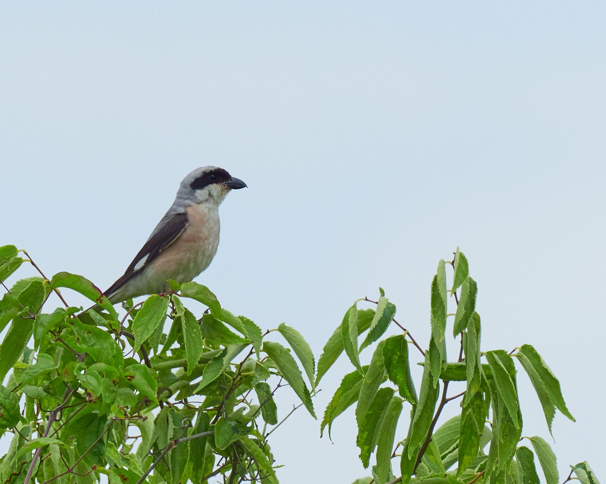 Schwarzstirnwürger - ML645395528