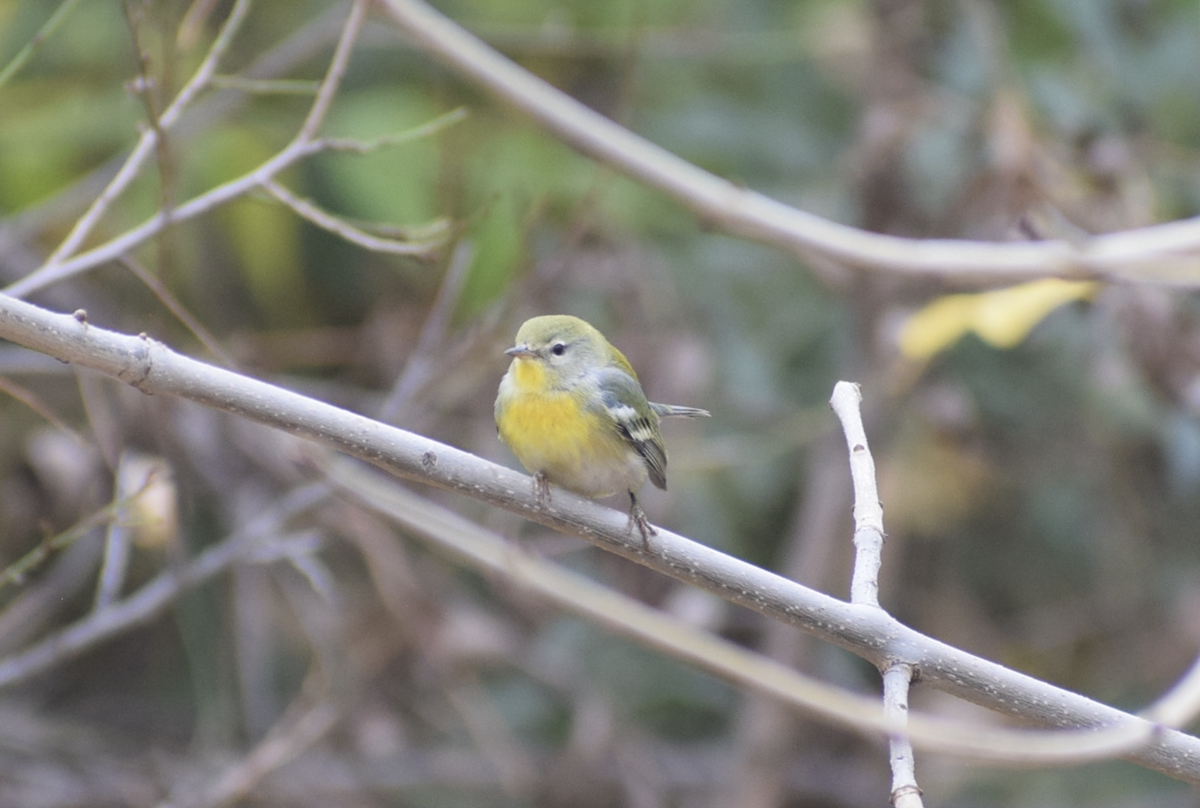 Northern Parula - ML645395529