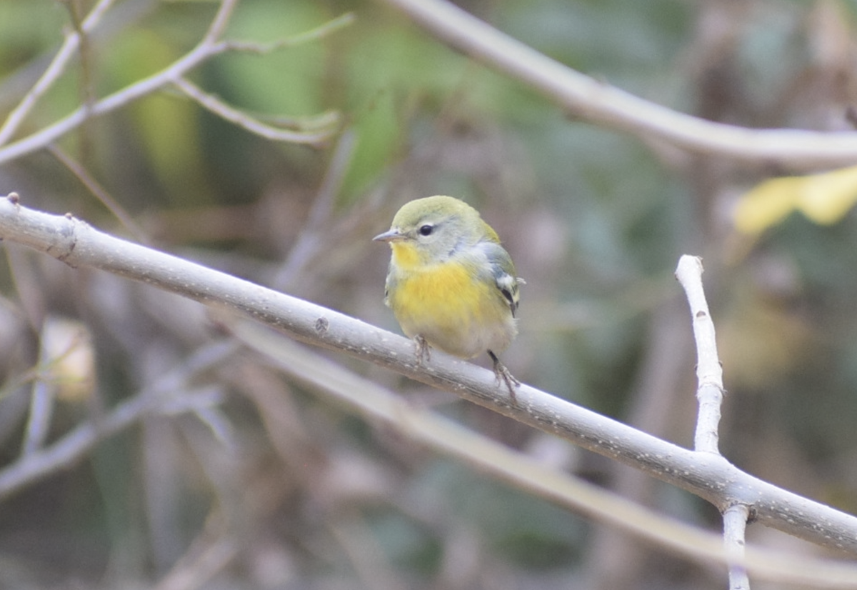 Northern Parula - ML645395530
