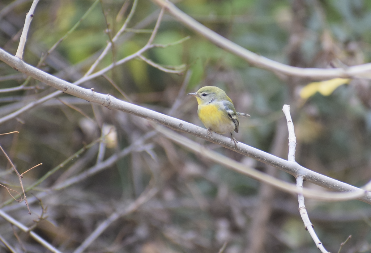 Northern Parula - ML645395531