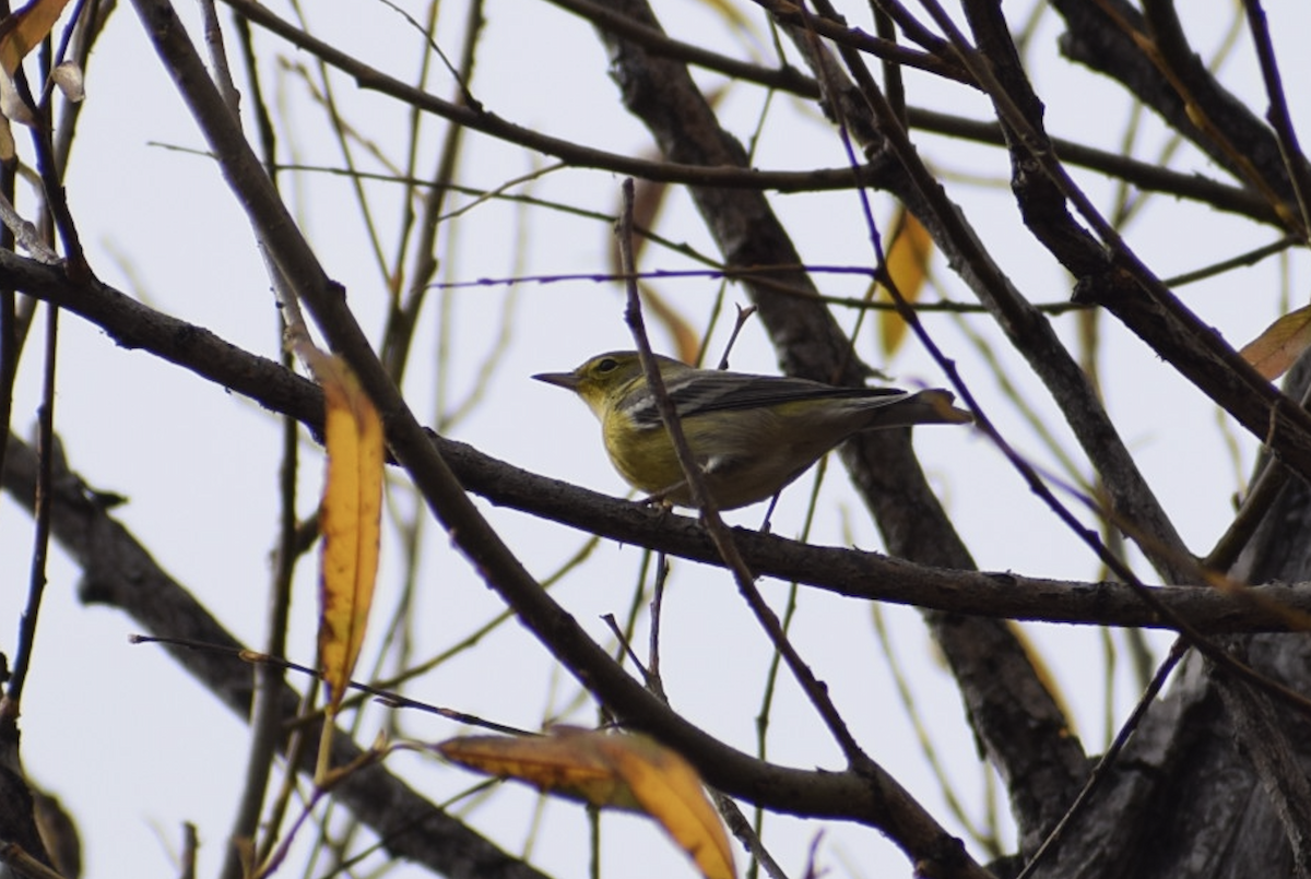 Pine Warbler - ML645395540