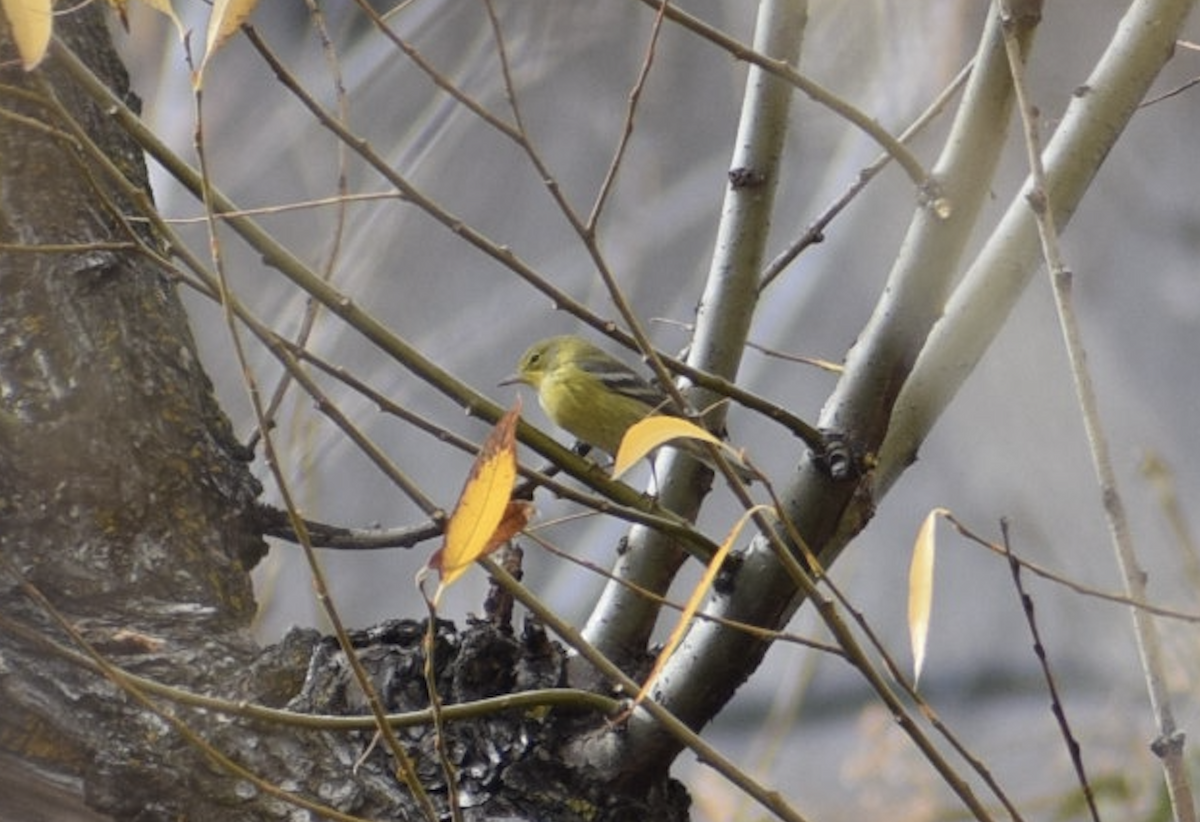 Pine Warbler - ML645395541