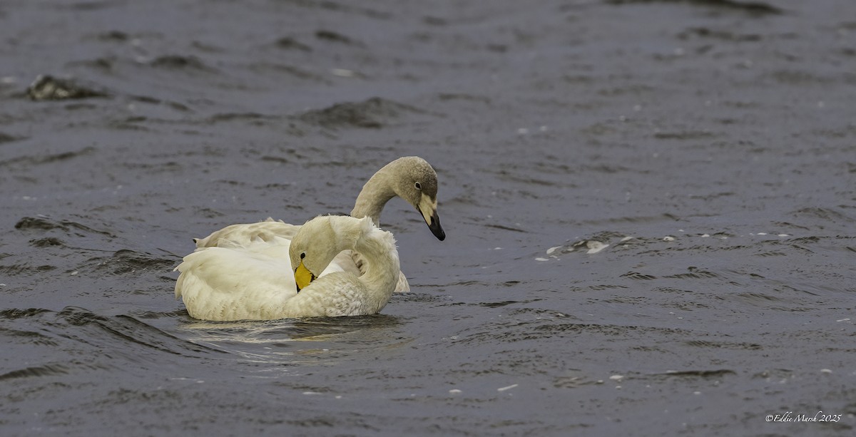 Whooper Swan - ML645395542