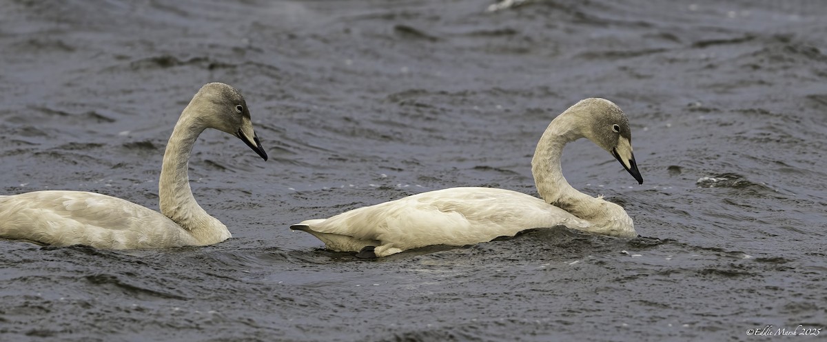 Whooper Swan - ML645395554