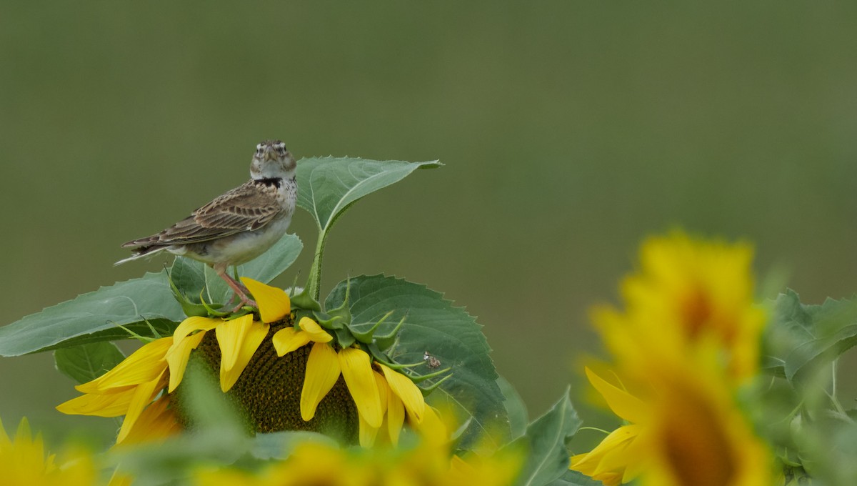 Kalanderlerche - ML645395558