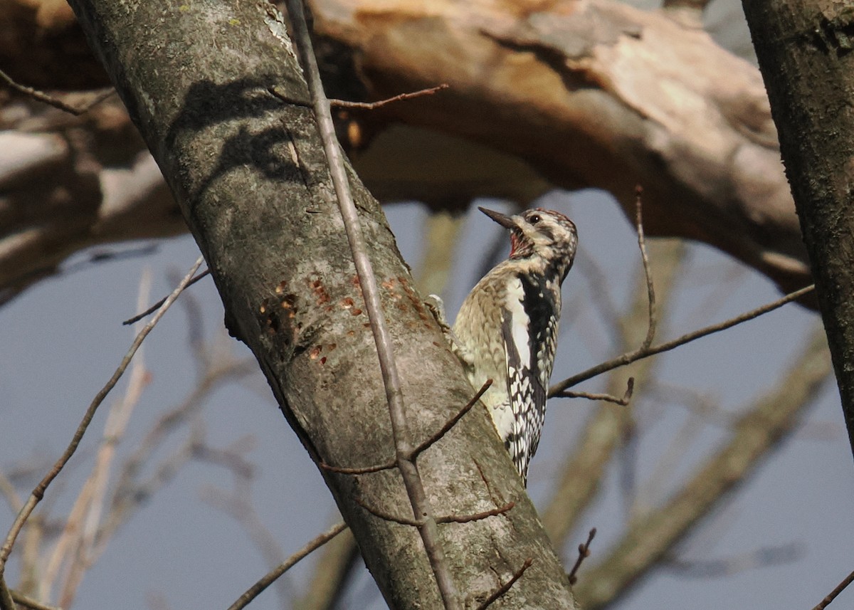 Yellow-bellied Sapsucker - ML645395563