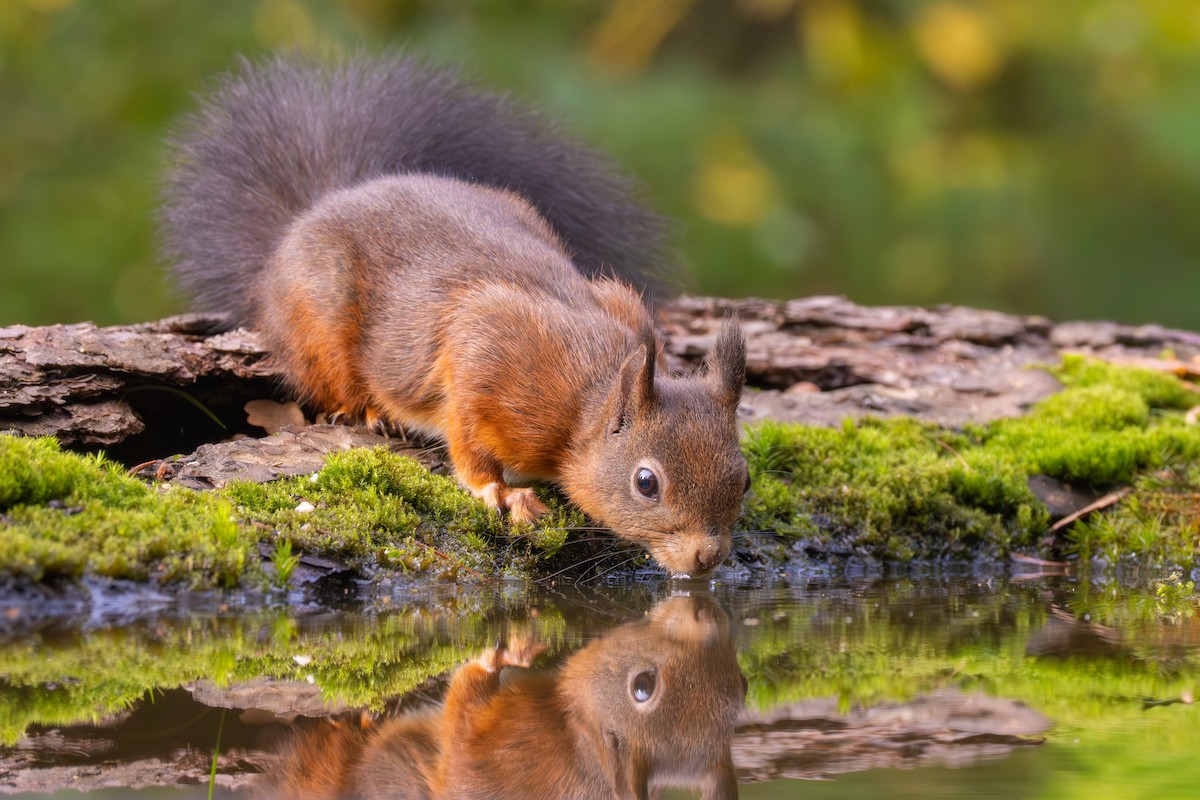 歐亞紅松鼠 - ML645395572