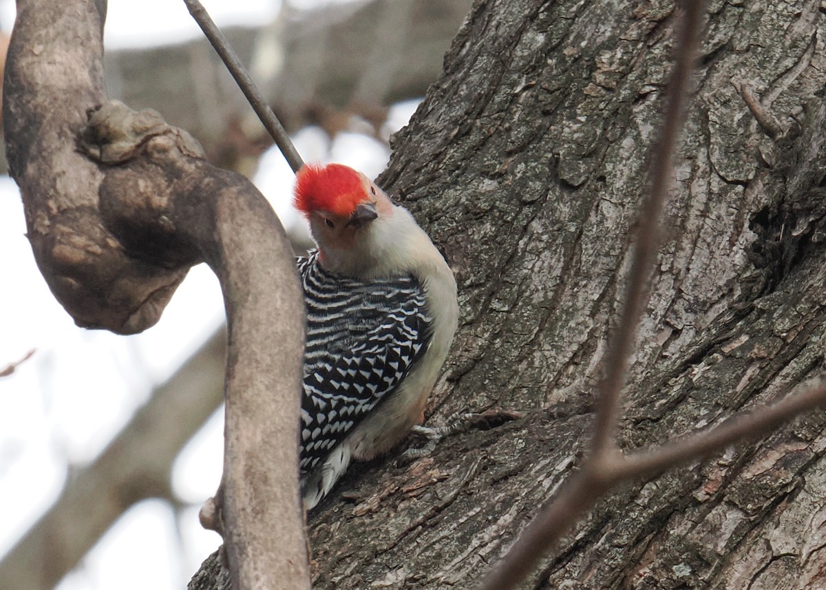 Red-bellied Woodpecker - ML645395577