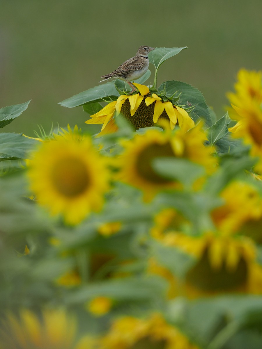 Kalanderlerche - ML645395579