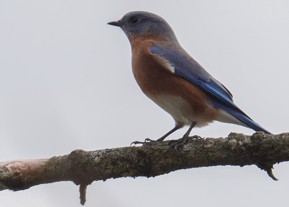 Eastern Bluebird - ML645395585