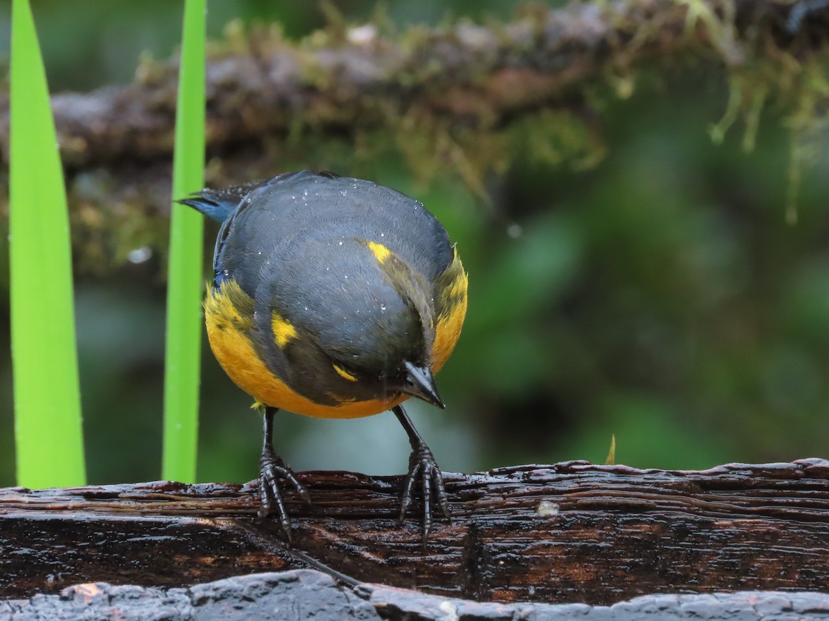 Lacrimose Mountain Tanager - ML645395594